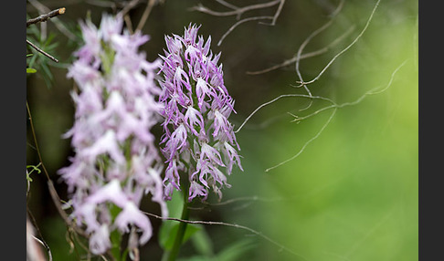 Italienisches Knabenkraut (Orchis italica)