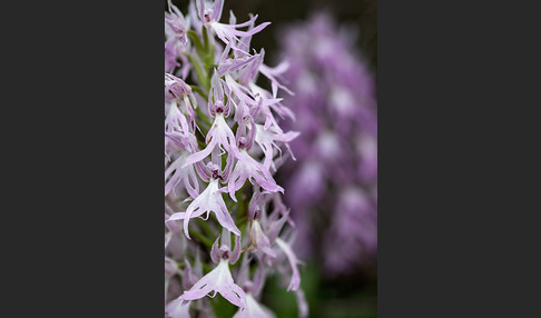 Italienisches Knabenkraut (Orchis italica)