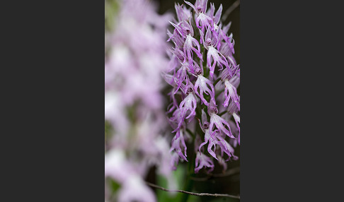 Italienisches Knabenkraut (Orchis italica)