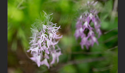 Italienisches Knabenkraut (Orchis italica)