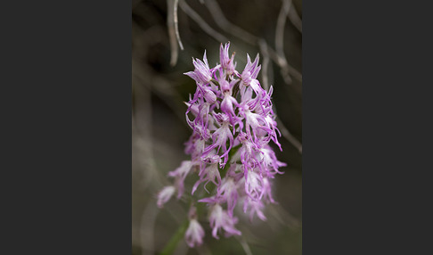 Italienisches Knabenkraut (Orchis italica)