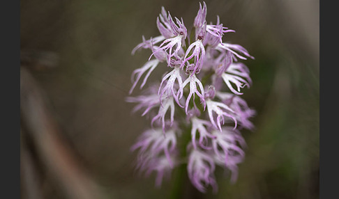 Italienisches Knabenkraut (Orchis italica)