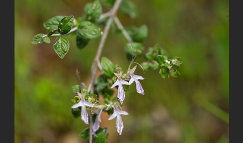 Schmalblättriger Gamander (Teucrium pseudochamaepitys)