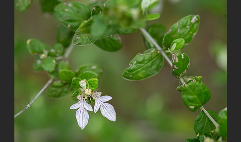 Schmalblättriger Gamander (Teucrium pseudochamaepitys)