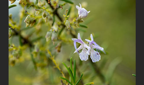 Rosmarin (Rosmarinus officinalis)