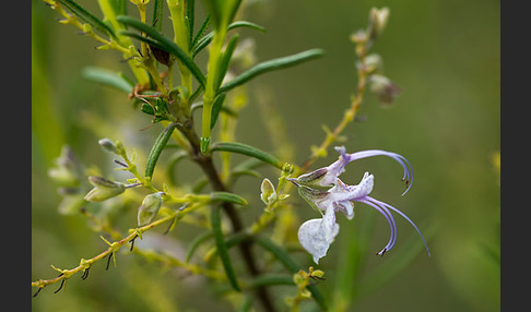 Rosmarin (Rosmarinus officinalis)