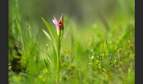 Kleinblütiger Zungenstendel (Serapias parviflora)