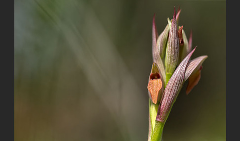 Kleinblütiger Zungenstendel (Serapias parviflora)