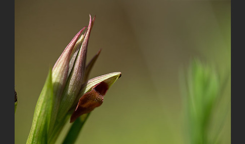 Kleinblütiger Zungenstendel (Serapias parviflora)