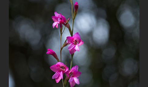 Illyrische Siegwurz (Gladiolus illyricus)