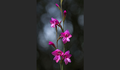 Illyrische Siegwurz (Gladiolus illyricus)