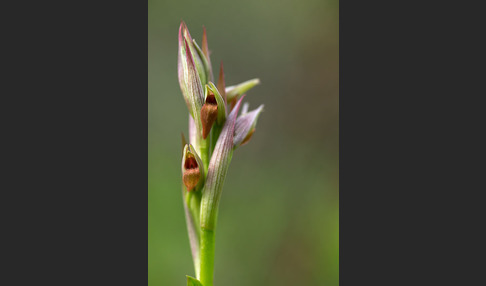 Kleinblütiger Zungenstendel (Serapias parviflora)