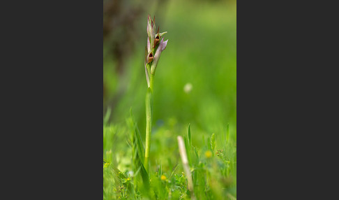 Kleinblütiger Zungenstendel (Serapias parviflora)