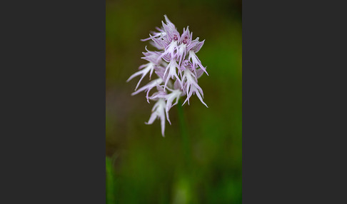 Italienisches Knabenkraut (Orchis italica)