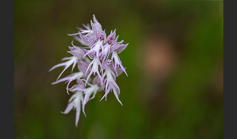 Italienisches Knabenkraut (Orchis italica)