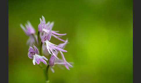 Italienisches Knabenkraut (Orchis italica)