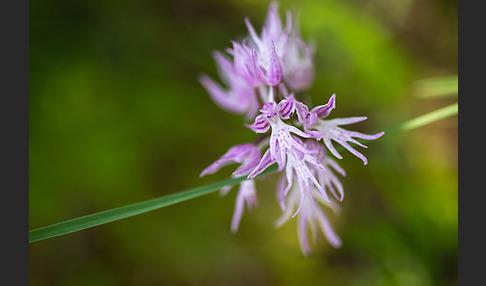 Italienisches Knabenkraut (Orchis italica)