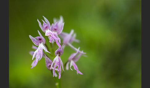 Italienisches Knabenkraut (Orchis italica)