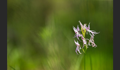 Italienisches Knabenkraut (Orchis italica)