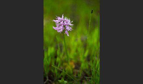 Italienisches Knabenkraut (Orchis italica)