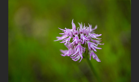 Italienisches Knabenkraut (Orchis italica)