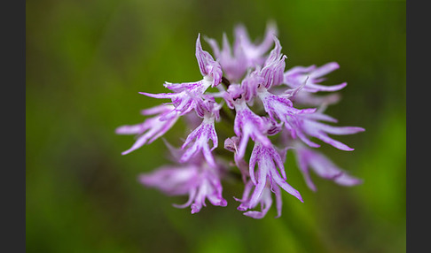 Italienisches Knabenkraut (Orchis italica)