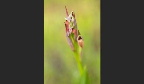 Kleinblütiger Zungenstendel (Serapias parviflora)