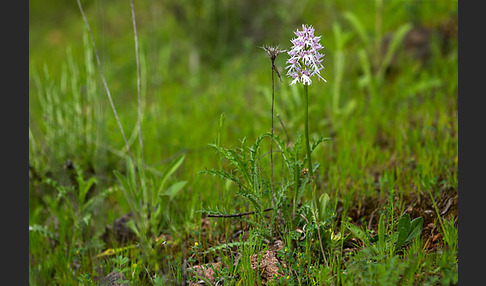 Italienisches Knabenkraut (Orchis italica)