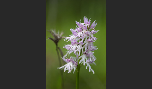 Italienisches Knabenkraut (Orchis italica)