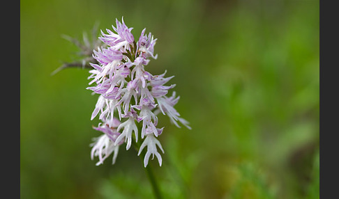 Italienisches Knabenkraut (Orchis italica)