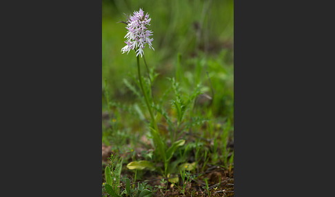 Italienisches Knabenkraut (Orchis italica)