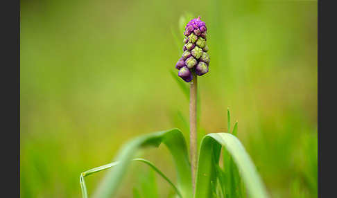 Schopfige Traubenhyazinthe (Muscari comosum)