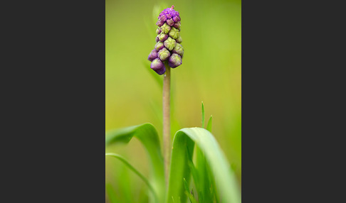 Schopfige Traubenhyazinthe (Muscari comosum)