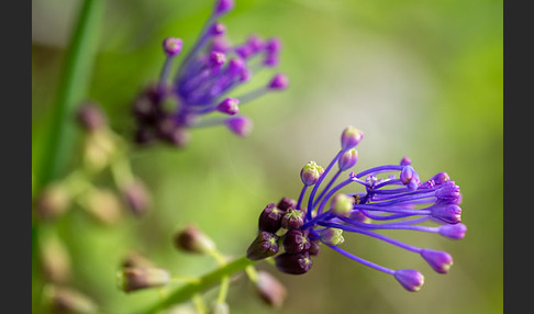 Schopfige Traubenhyazinthe (Muscari comosum)