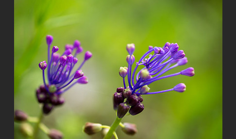 Schopfige Traubenhyazinthe (Muscari comosum)