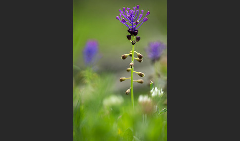 Schopfige Traubenhyazinthe (Muscari comosum)