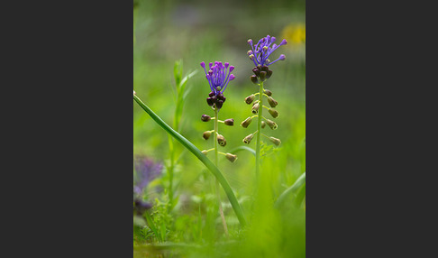 Schopfige Traubenhyazinthe (Muscari comosum)