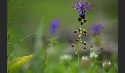 Schopfige Traubenhyazinthe (Muscari comosum)