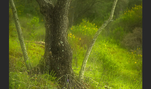 Spanien (Spain)