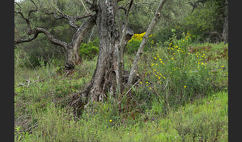 Spanien (Spain)