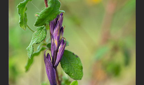 Violetter Dingel (Limodorum abortivum)