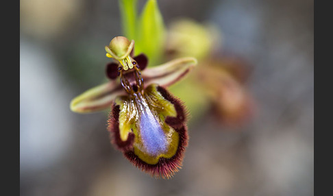 Spiegel-Ragwurz (Ophrys speculum)