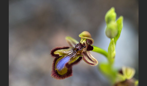 Spiegel-Ragwurz (Ophrys speculum)