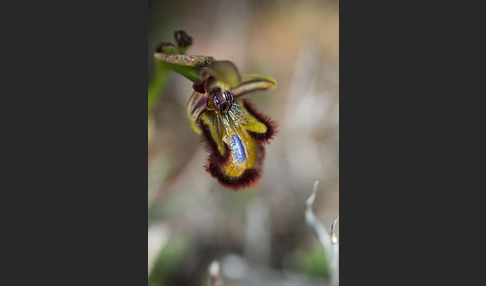 Spiegel-Ragwurz (Ophrys speculum)