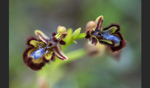 Spiegel-Ragwurz (Ophrys speculum)