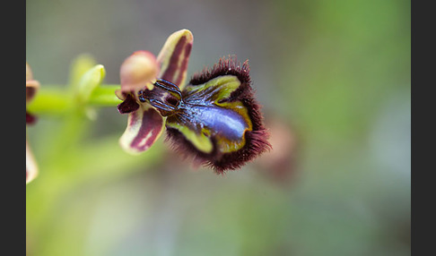 Spiegel-Ragwurz (Ophrys speculum)