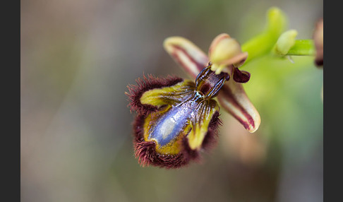 Spiegel-Ragwurz (Ophrys speculum)