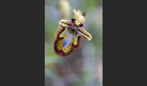 Spiegel-Ragwurz (Ophrys speculum)