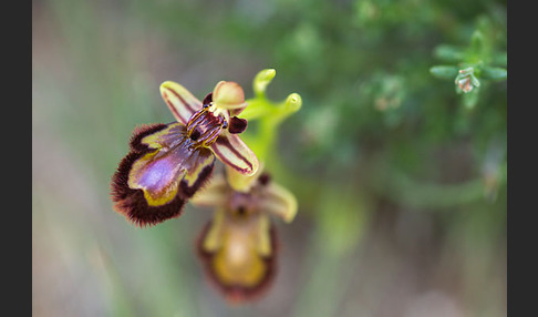 Spiegel-Ragwurz (Ophrys speculum)