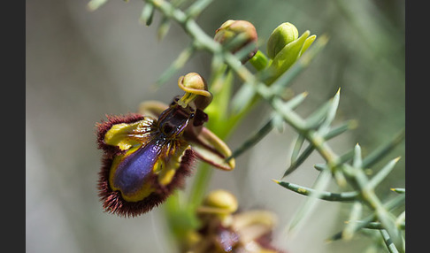 Spiegel-Ragwurz (Ophrys speculum)